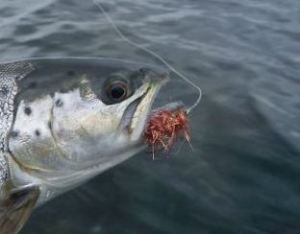 kobberbasse i mundvig havørred